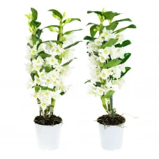 Орхидея Дендробиум Аполлон 2 ствола ø12 h45 см