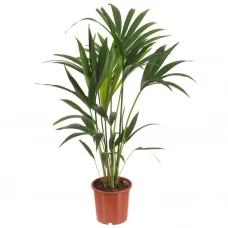 Ховея микс ø21 h80 см