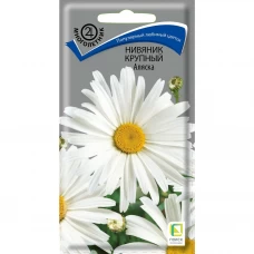 Семена цветов Поиск нивяник крупный Аляска Семена цветов Поиск нивяник крупный Аляска