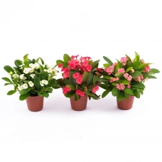 Эуфорбия Мили микс ø11 h25 см Эуфорбия Мили микс ø11 h25 см