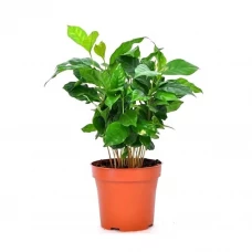 Кофе Арабика ø12 h15 см Кофе Арабика ø12 h15 см