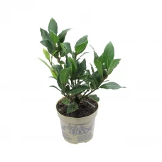 Лавр ø11 h40 см Лавр ø11 h40 см