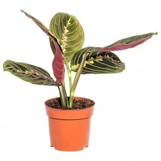 Маранта ø12 h15 см Маранта ø12 h15 см