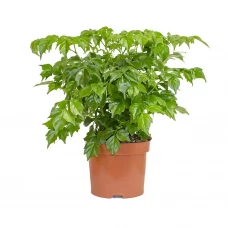 Радермахера ø12 h15 см Радермахера ø12 h15 см