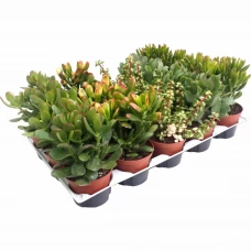 Крассула микс ø8 h15 см Крассула микс ø8 h15 см