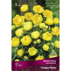 Купальница культурная Голден Квин Купальница культурная Голден Квин