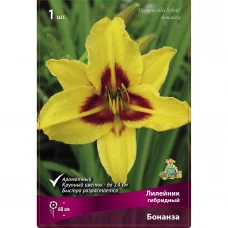 Лилейник гибридный Бонанза Лилейник гибридный Бонанза