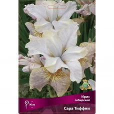 Ирис сибирский Сара Тиффни Ирис сибирский Сара Тиффни