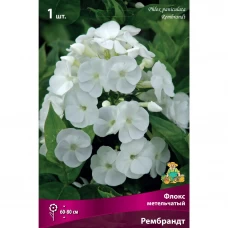 Флокс метельчатый Рембрандт луковица I