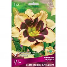 Лилейник гибридный «Селебрейшн ов Эйнджелз» разбор I Лилейник гибридный «Селебрейшн ов Эйнджелз» разбор I