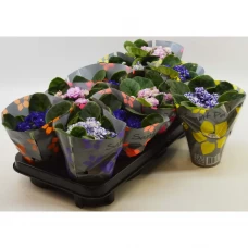 Сенполия Розанна микс d10