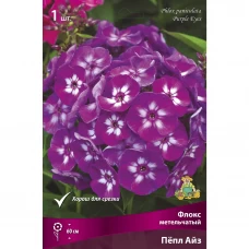 Флокс метельчатый Пёпл Айз