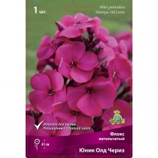 Флокс метельчатый Юник Олд Чериз