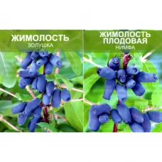 Жимолость в ассортименте ø9 h40 см