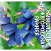 Жимолость в ассортименте ø9 h40 см