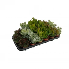 Крассула микс ø8.5 h10 см Крассула микс ø8.5 h10 см