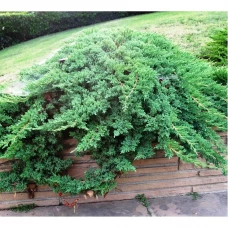 Можжевельник лежачий Нана ø17 h20 - 30 см Можжевельник лежачий Нана ø17 h20 - 30 см