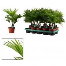 Ливистона ø12 h30 см Ливистона ø12 h30 см