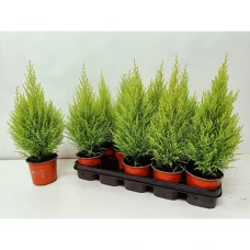 Купрессус Лимон ø12 h30 см Купрессус Лимон ø12 h30 см