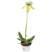 Пафиопедилум Фемм ø9 h20 см