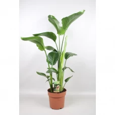 Стрелиция Николай ø19 h90 см