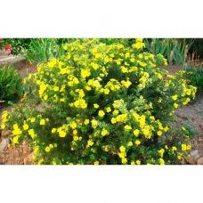 Лапчатка кустарниковая 9x20 см