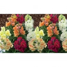 Львиный зев микс h40 см 6 шт.