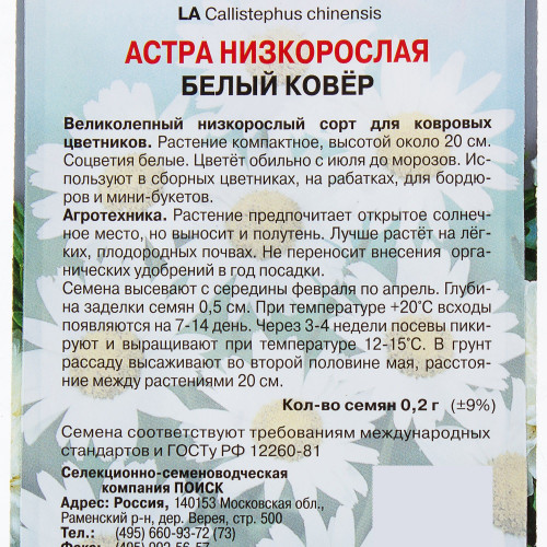 Астра низкорослая «Белый ковер»