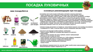 Посадка луковичных